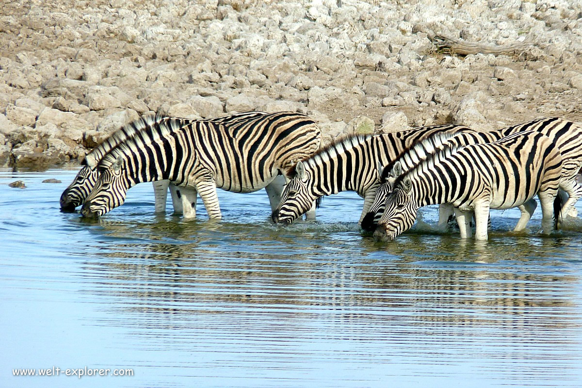 Zebras auf der Safari im Etosha Nationalpark