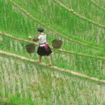 Longsheng Reisterrassen auf dem Drachenrücken Longsheng Reisterrassen in China