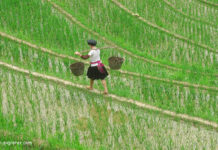 Longsheng Reisterrassen auf dem Drachenrücken Longsheng Reisterrassen in China