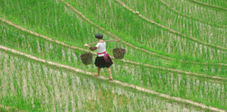 Longsheng Reisterrassen auf dem Drachenrücken Longsheng Reisterrassen in China