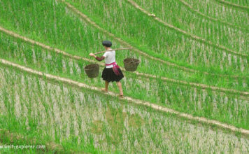Longsheng Reisterrassen auf dem Drachenrücken Longsheng Reisterrassen in China