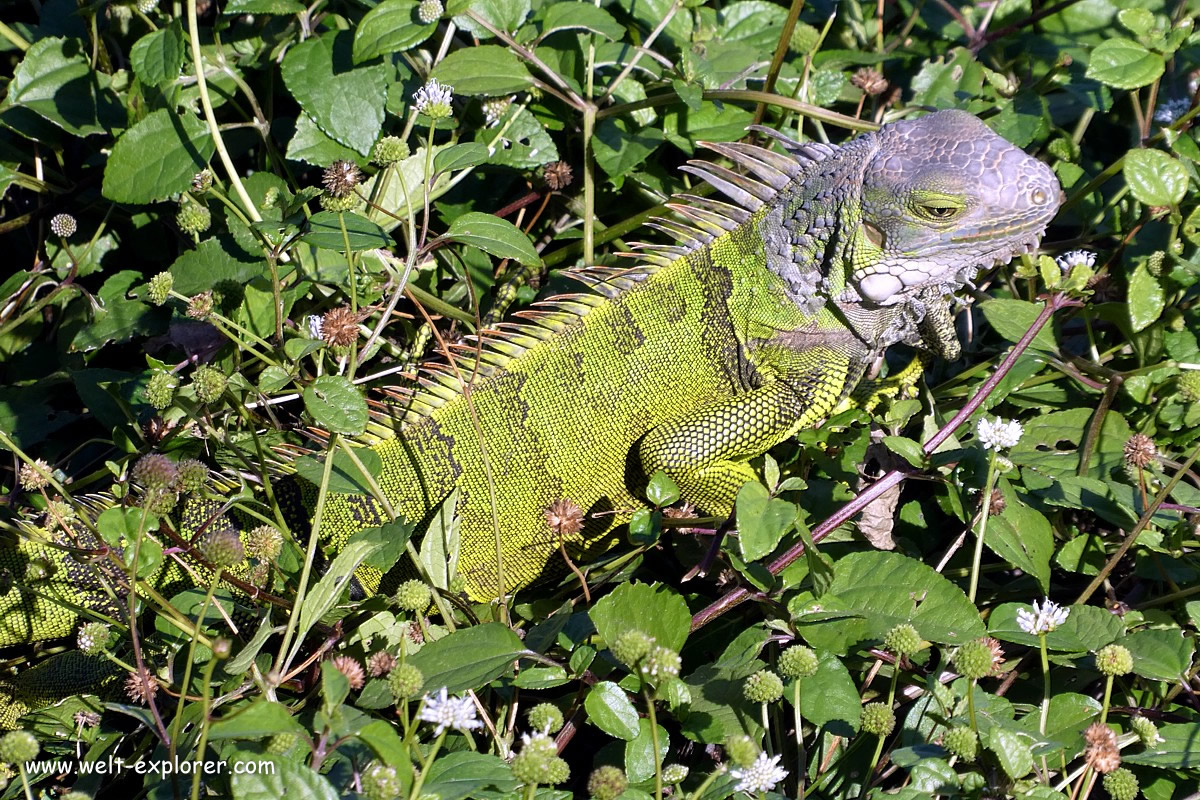 Leguan südamerikanische Tierwelt