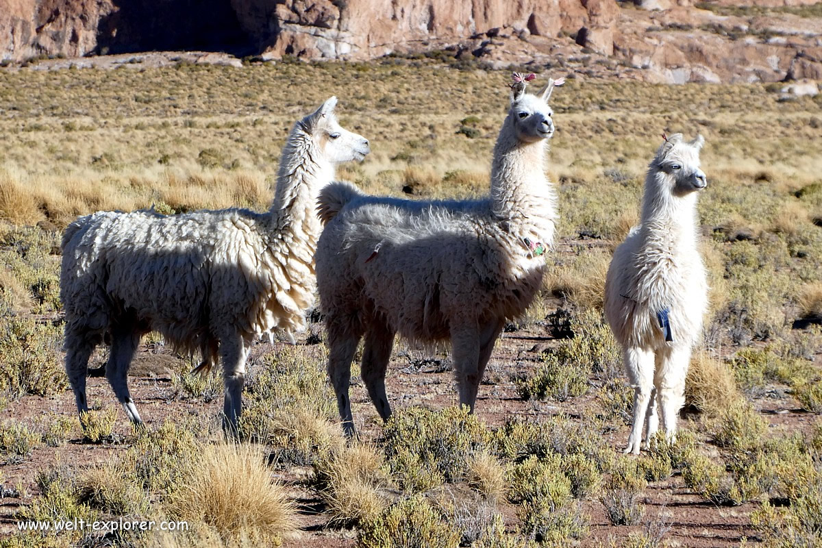 Lamas auf dem Choro Trek