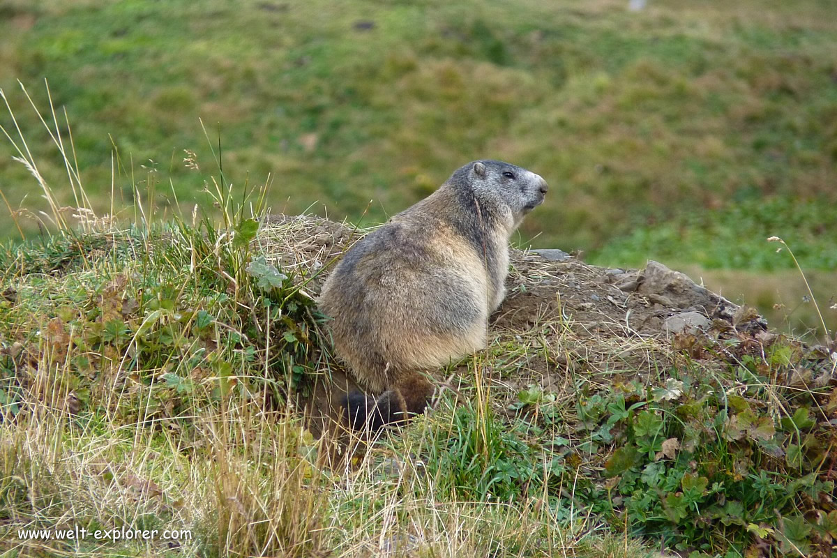 Murmeltier in den Schweizer Alpen