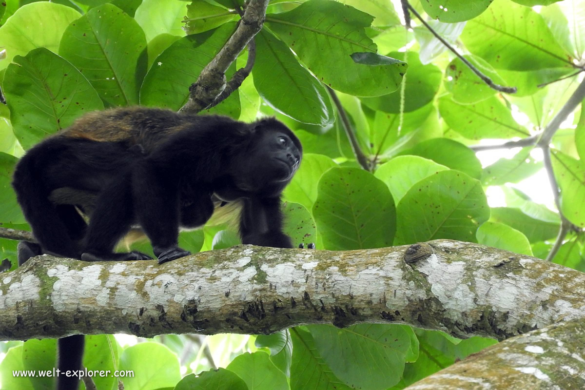 Brüllaffe im Manuel Antonio Nationalpark