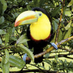 Costa Ricas Manuel Antonio Nationalpark Tukan im Manuel Antonio Nationalpark in Costa Rica