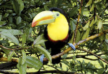 Costa Ricas Manuel Antonio Nationalpark Tukan im Manuel Antonio Nationalpark in Costa Rica