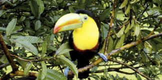 Costa Ricas Manuel Antonio Nationalpark Tukan im Manuel Antonio Nationalpark in Costa Rica