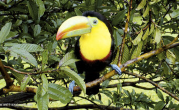 Costa Ricas Manuel Antonio Nationalpark Tukan im Manuel Antonio Nationalpark in Costa Rica