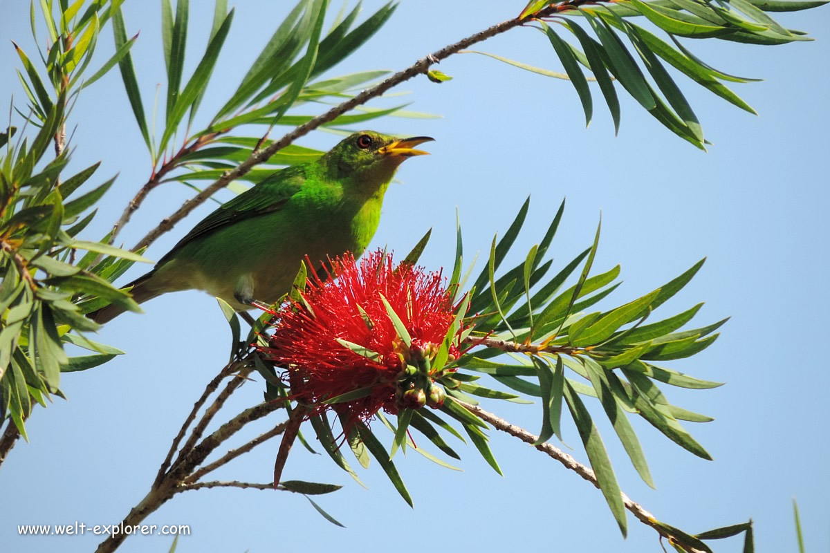 Vogel im Manuel Antonio Nationalpark