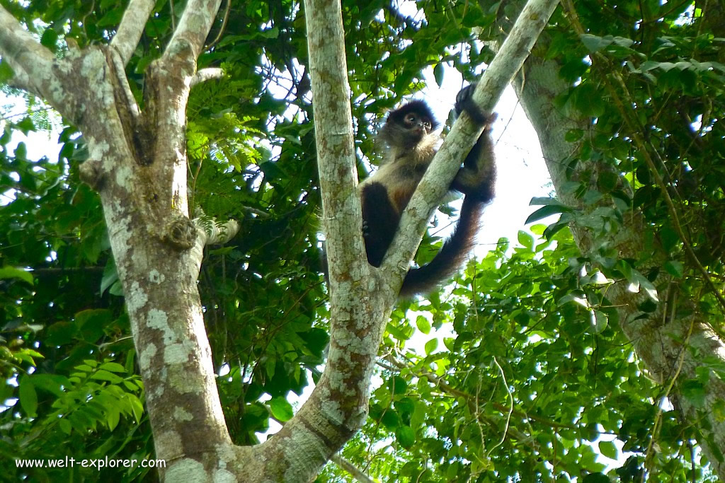 Affe im Dschungel bei Iquitos