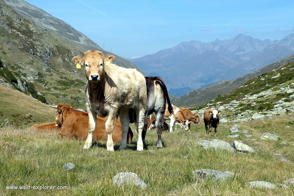 Schweizer Kuh auf dem Grossen St. Bernhard Pass