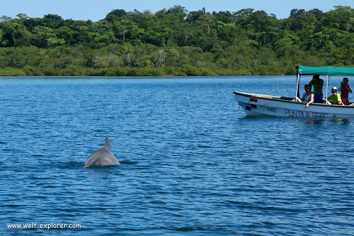 Bootstour und Delfin beobachten
