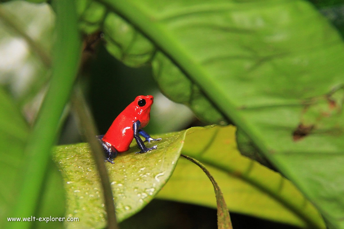 Red Frog Beach auf Isla Bastimentos