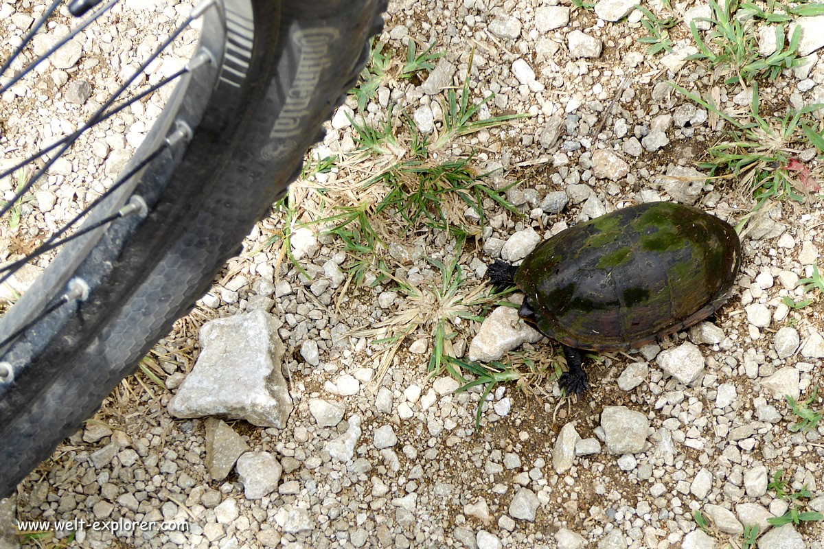Schildkröte mit Fahrrad