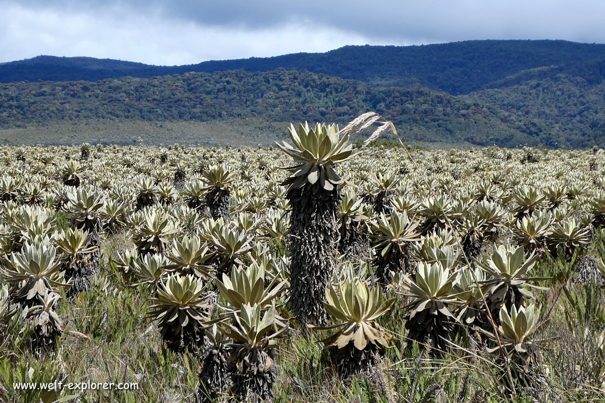 Exotische Flora auf der Hochebene Páramo