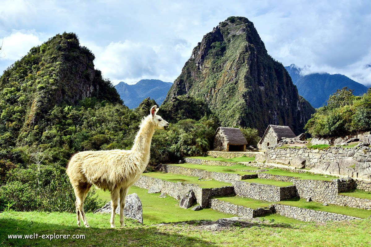 Lama bei den Ruinen von Machu Picchu