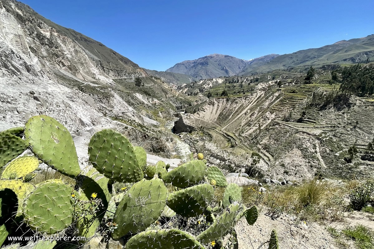 Kakteen im Colca Canyon