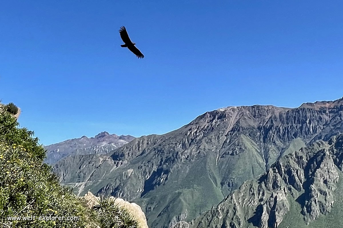 Kondor fliegt über Colca Schlucht