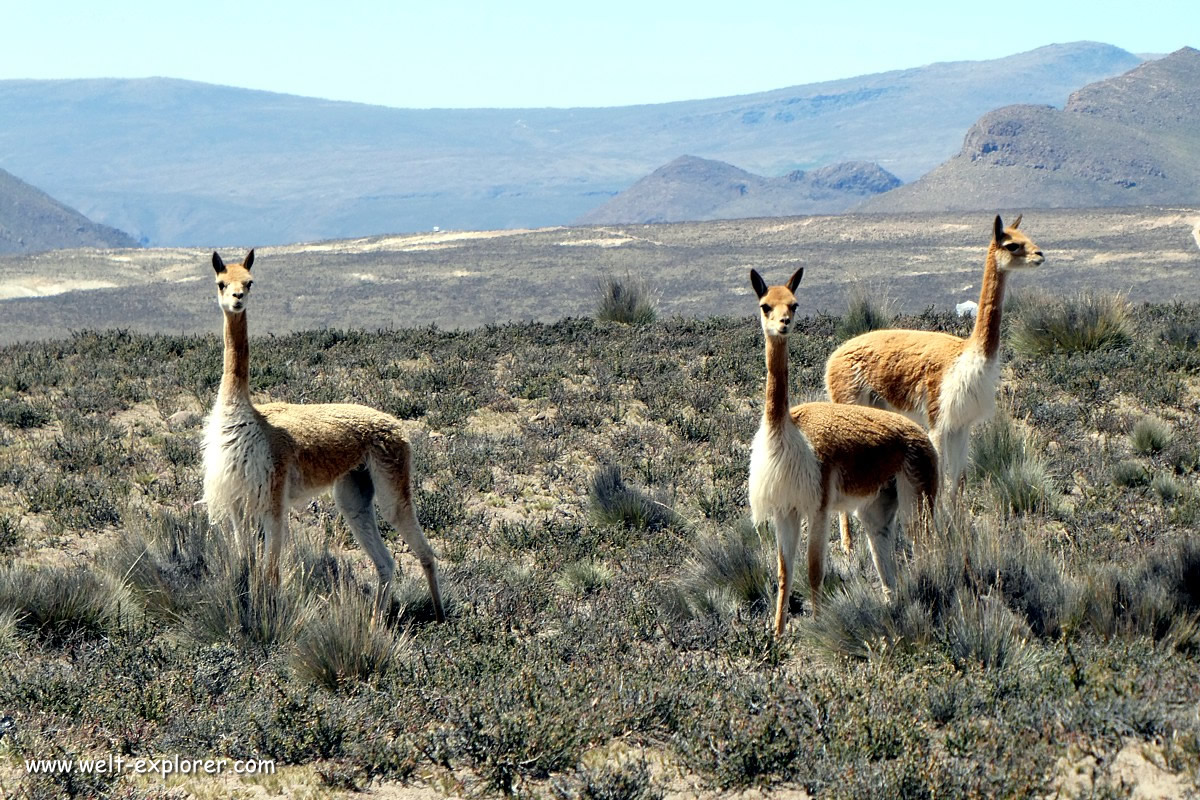 Vicuñas auf dem Hochland der Anden