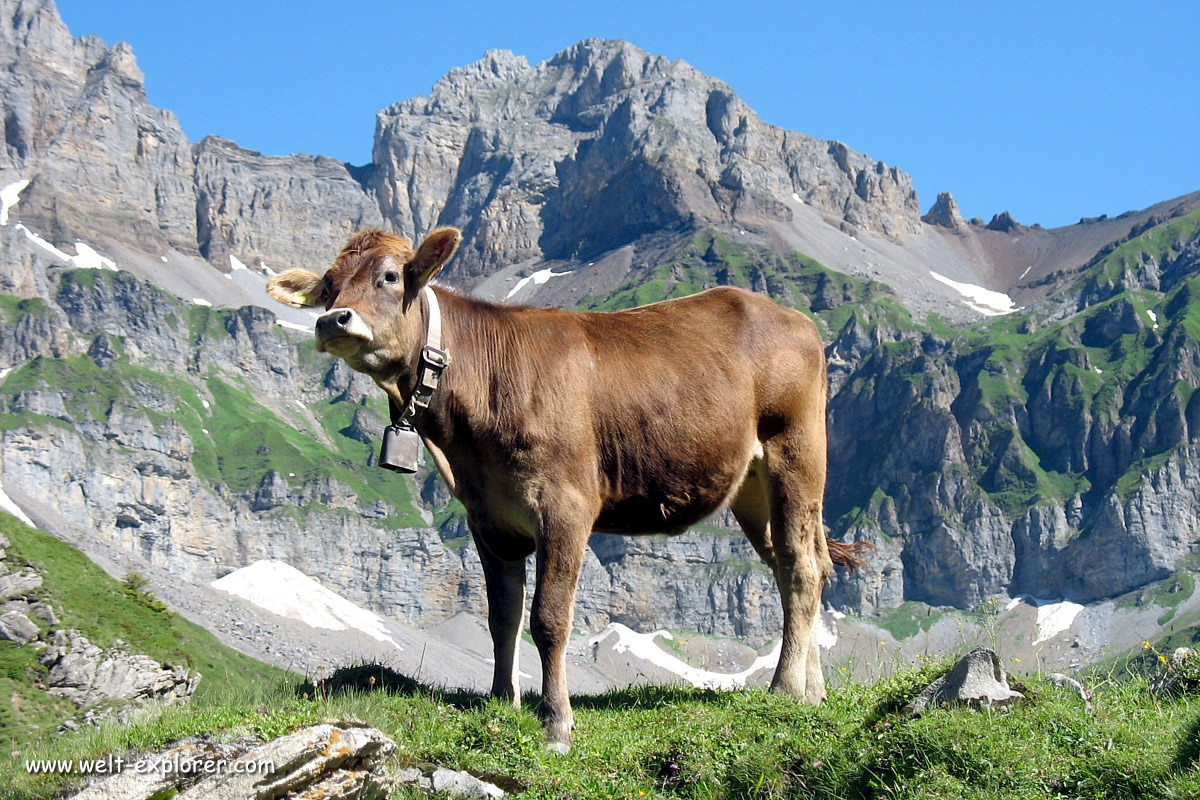Kuh in den Schweizer Alpen