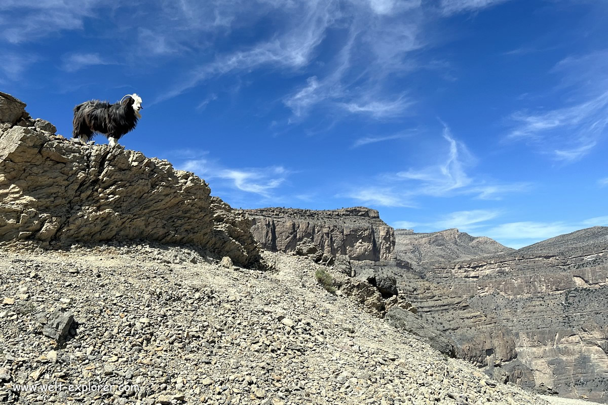 Tierwelt beim Jebel Shams und dem Grand Canyon