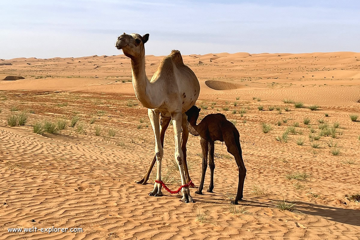 Kamele in der omanischen Wüste Wahiba Sands