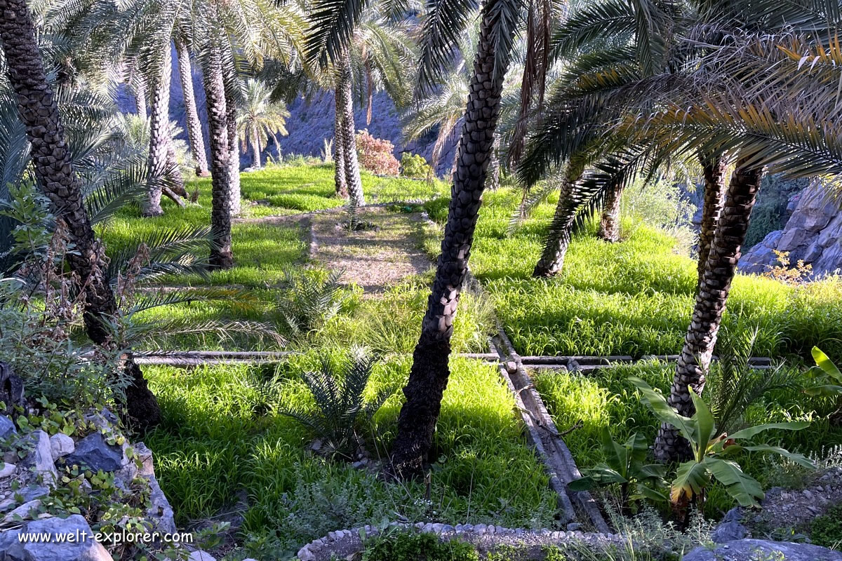 Oase mit Dattelpalmen in Oman