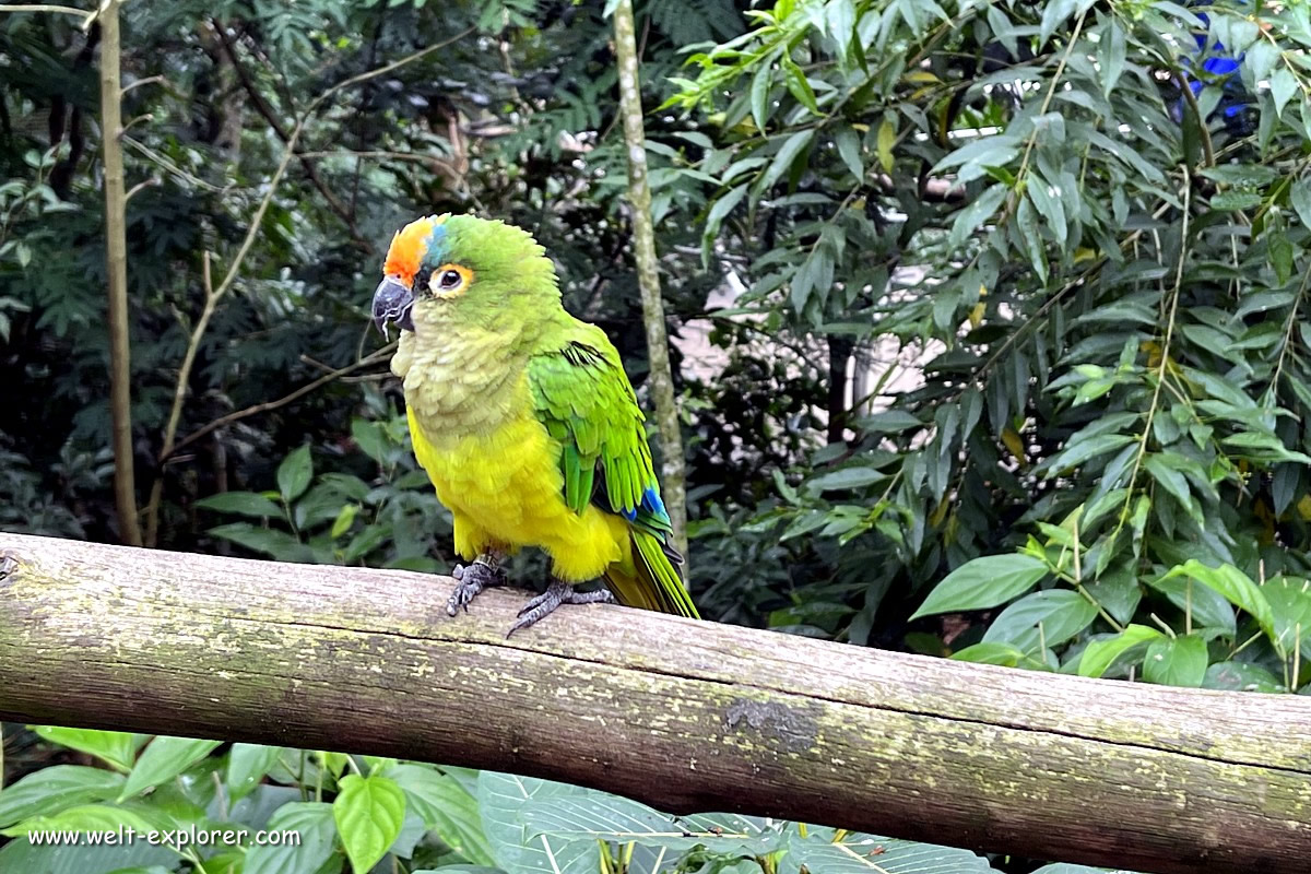 Papagai im Regenwald bei Iguazu