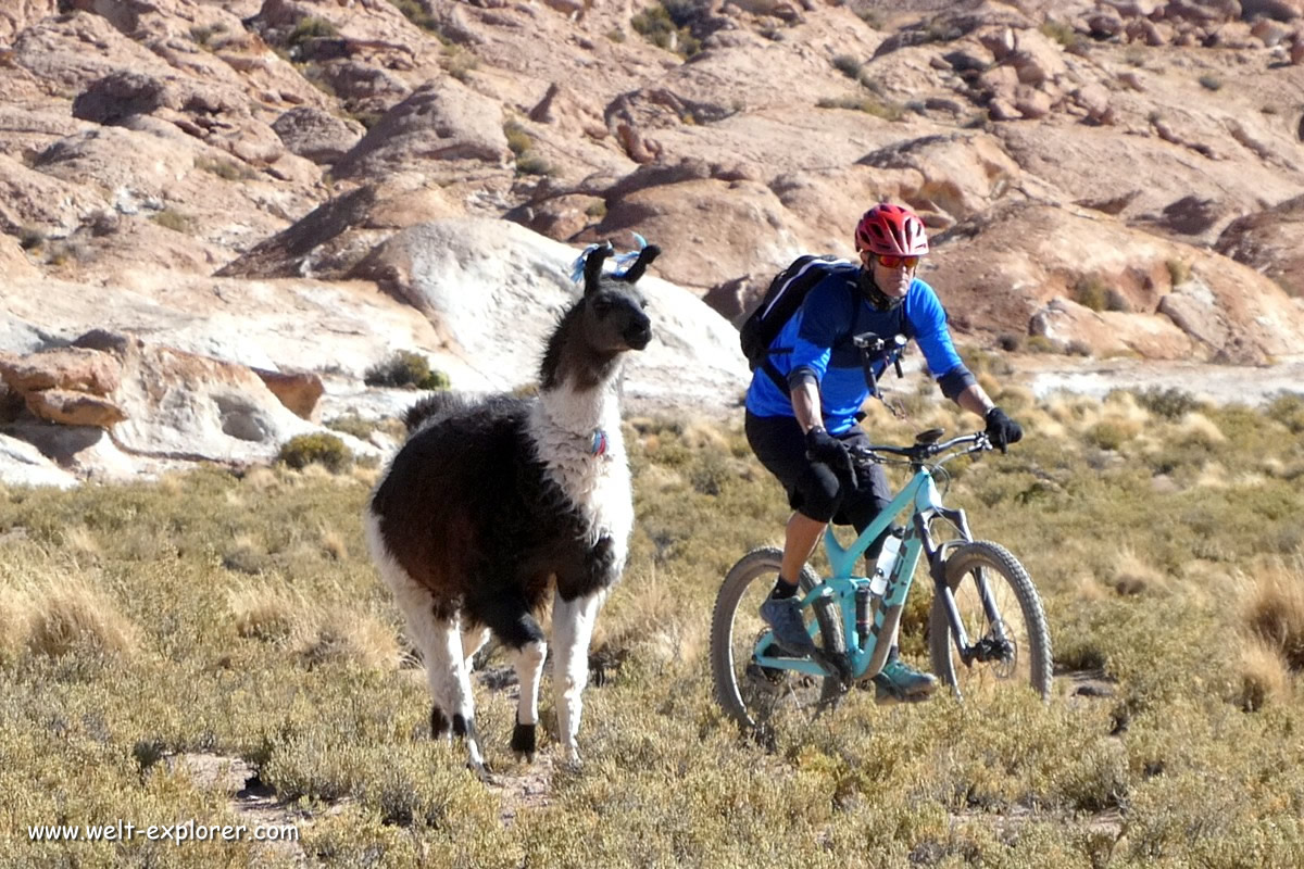 Mountainbiker mit Lama in den südamerikanischen Anden