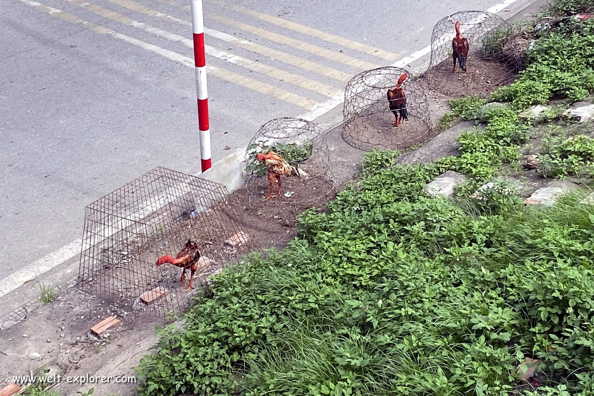 Strasse mit Kampfhahn