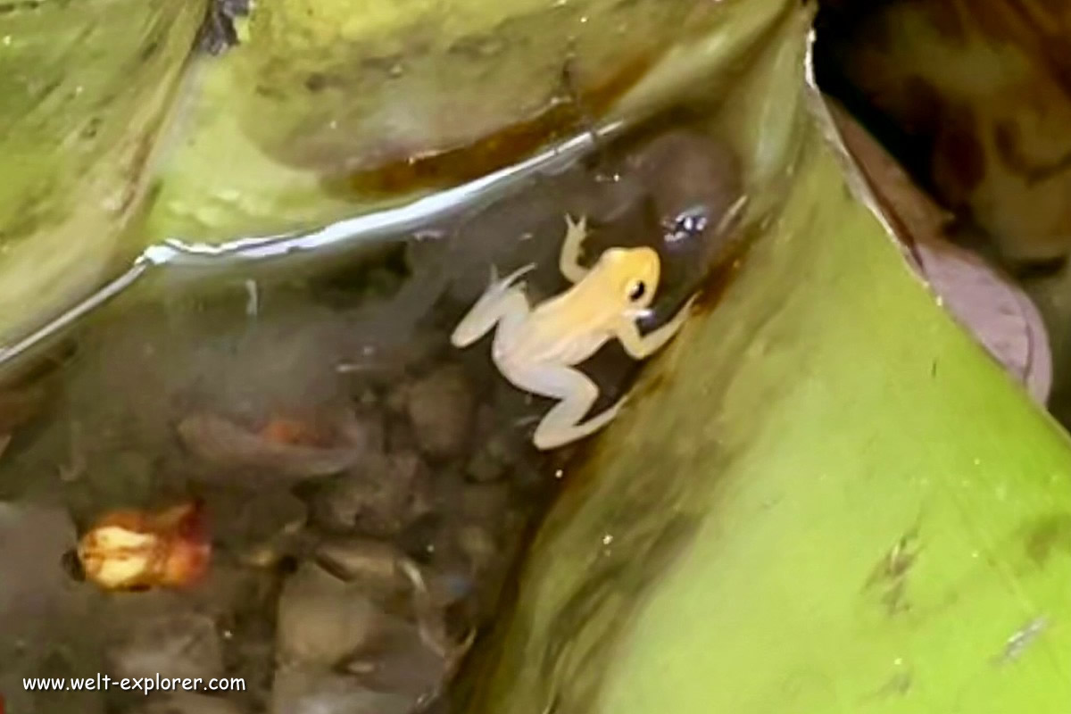 Goldfrosch im Kaieteur Nationalpark in Guyana
