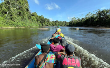 Dschungel-Abenteuer am Gran Rio bei Awarradam Suriname Dschungel-Abenteuer am Gran Rio Awarradam