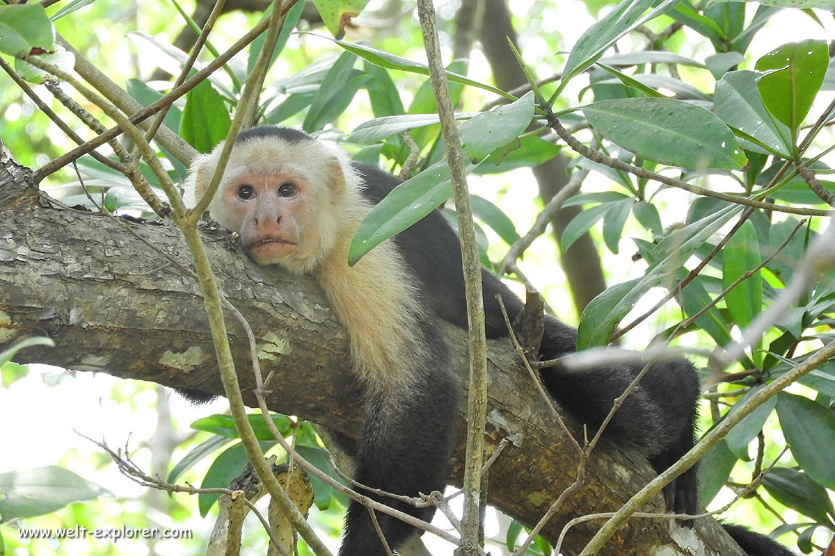 Kapuzineraffe im Cahuita Nationalpark