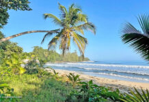 Karibikstrand, Regenwald und Tierwelt im Cahuita Nationalpark Cahuita Nationalpark, Karibikstrand und Tierwelt in Costa Rica