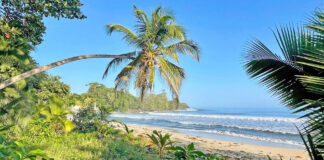 Karibikstrand, Regenwald und Tierwelt im Cahuita Nationalpark Cahuita Nationalpark, Karibikstrand und Tierwelt in Costa Rica