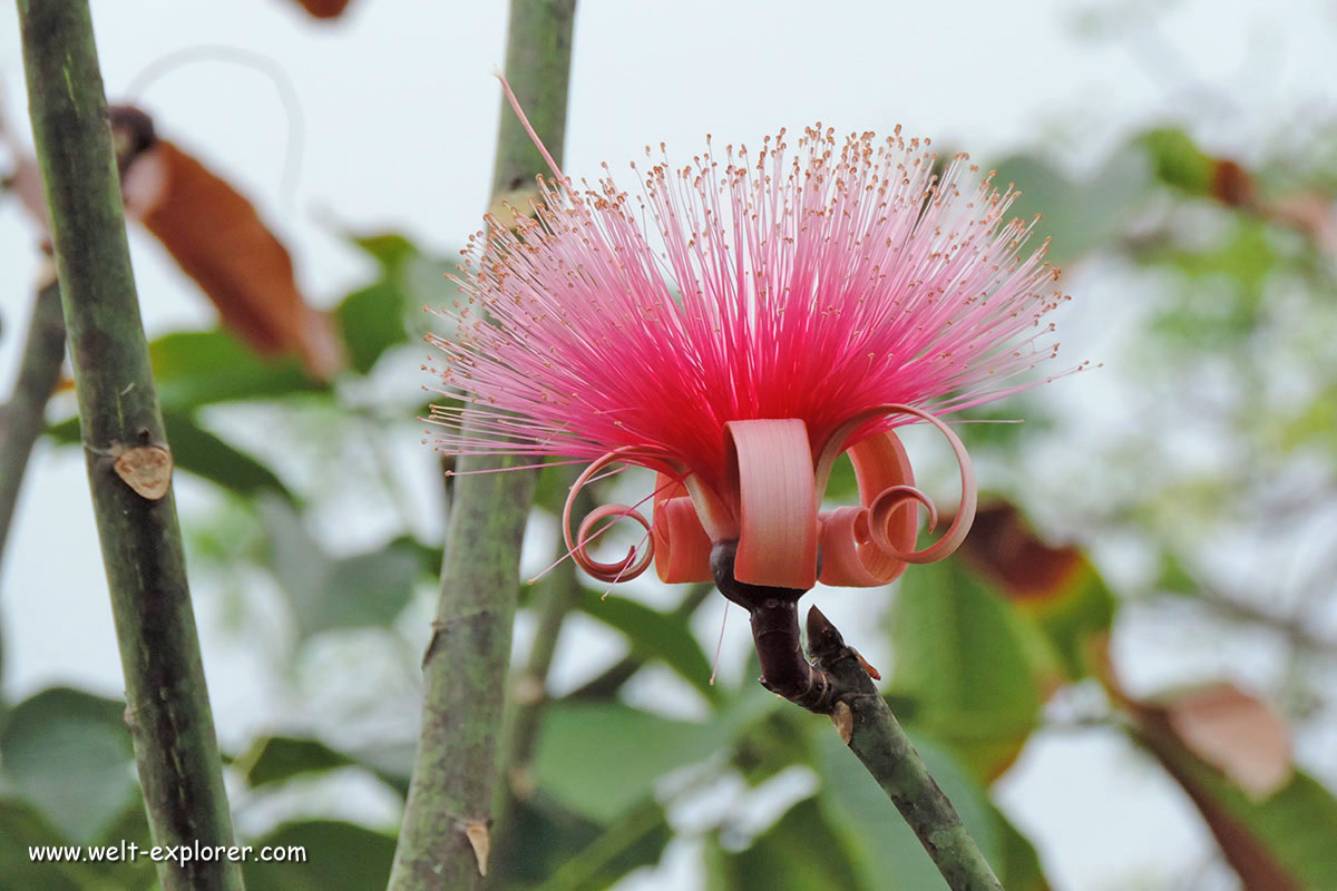 Pflanzenwelt und Flora aus Costa Rica