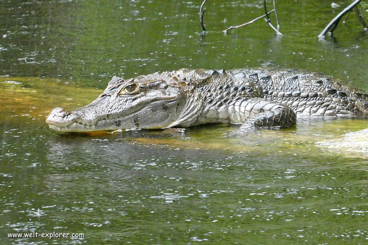 Tierwelt Krokodil aus Costa Rica