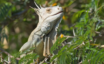 Costa Rica Tierwelt Leguan in Costa Rica