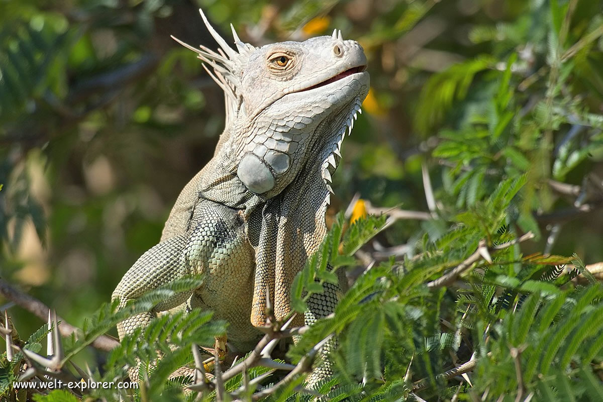 Tierwelt Leguan in Costa Rica