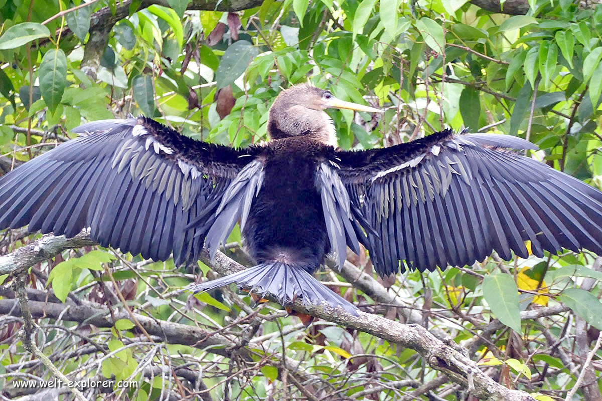 Tierwelt Vogel in Costa Rica