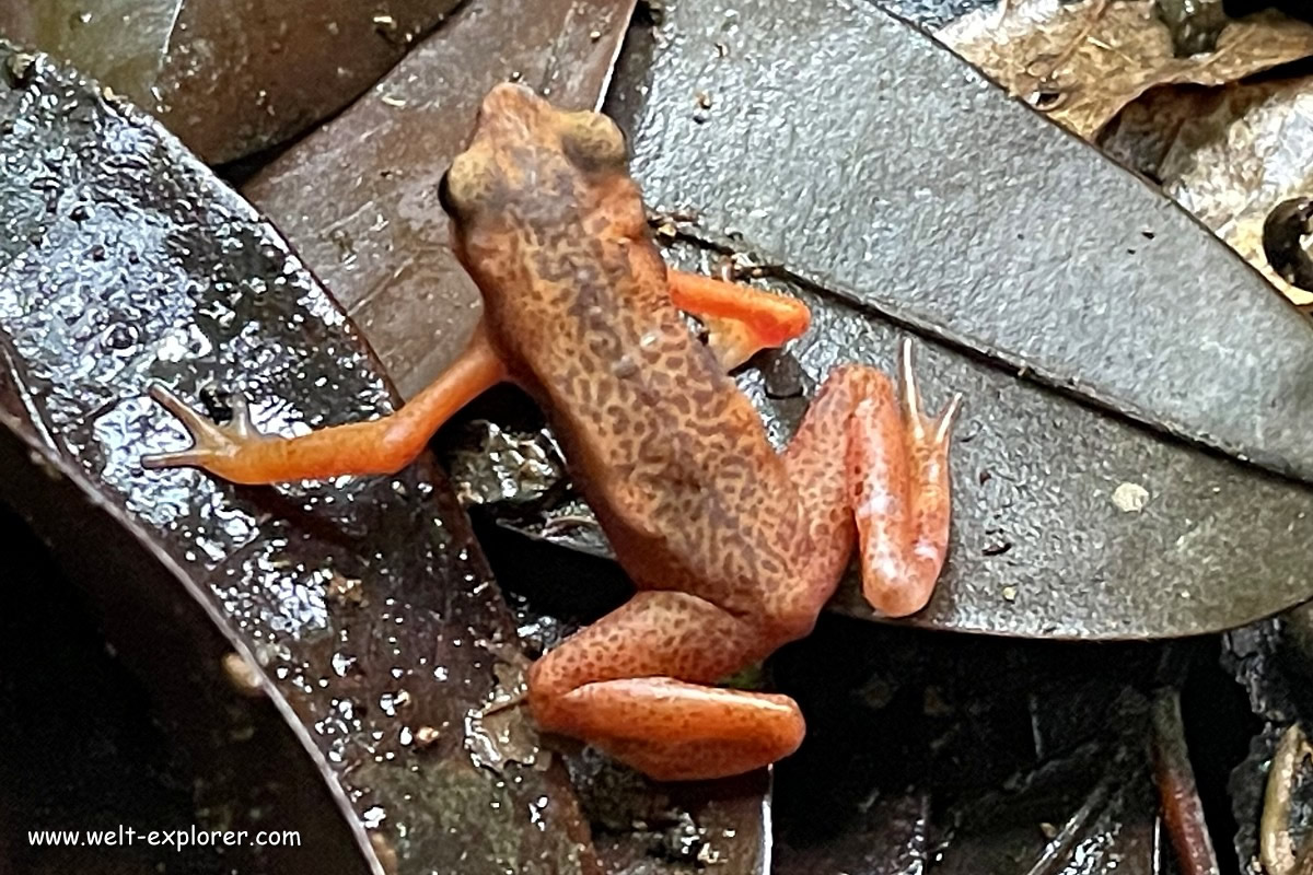 Frosch im Dschungel von Französisch-Guayana