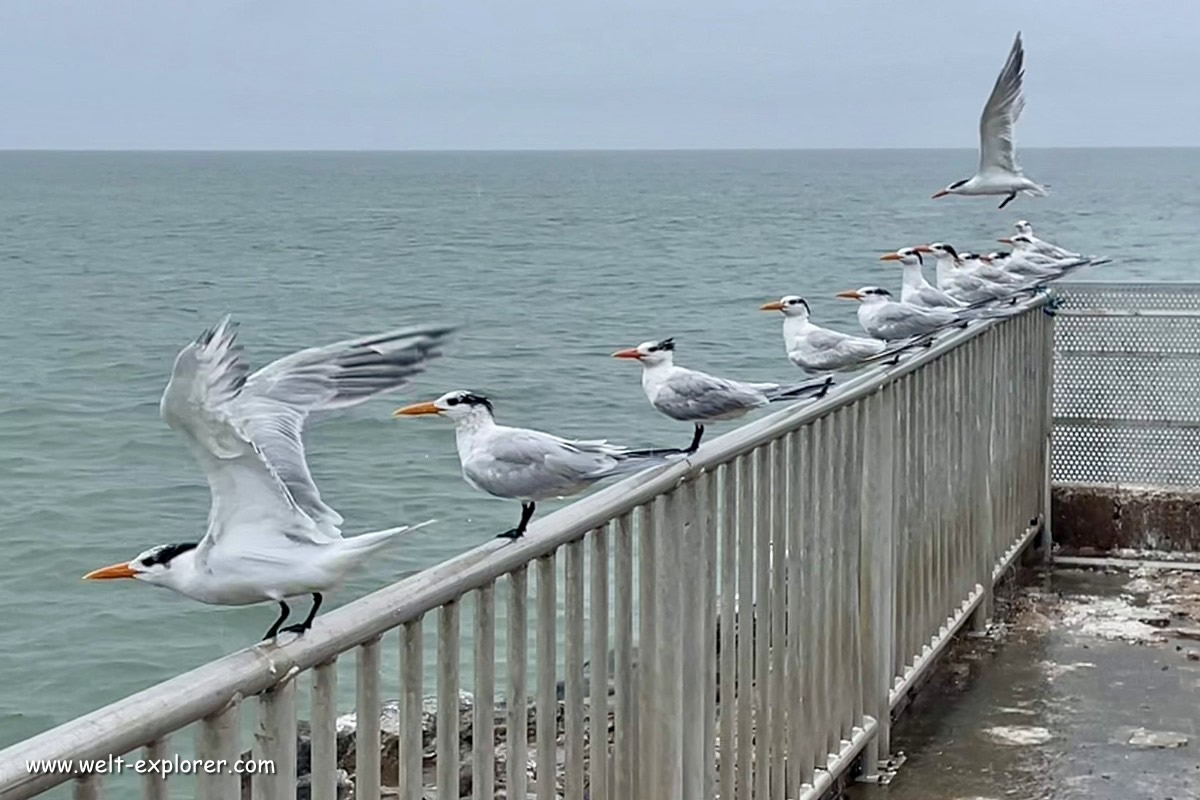 Möwe der Tierwelt auf der Iles du Salut