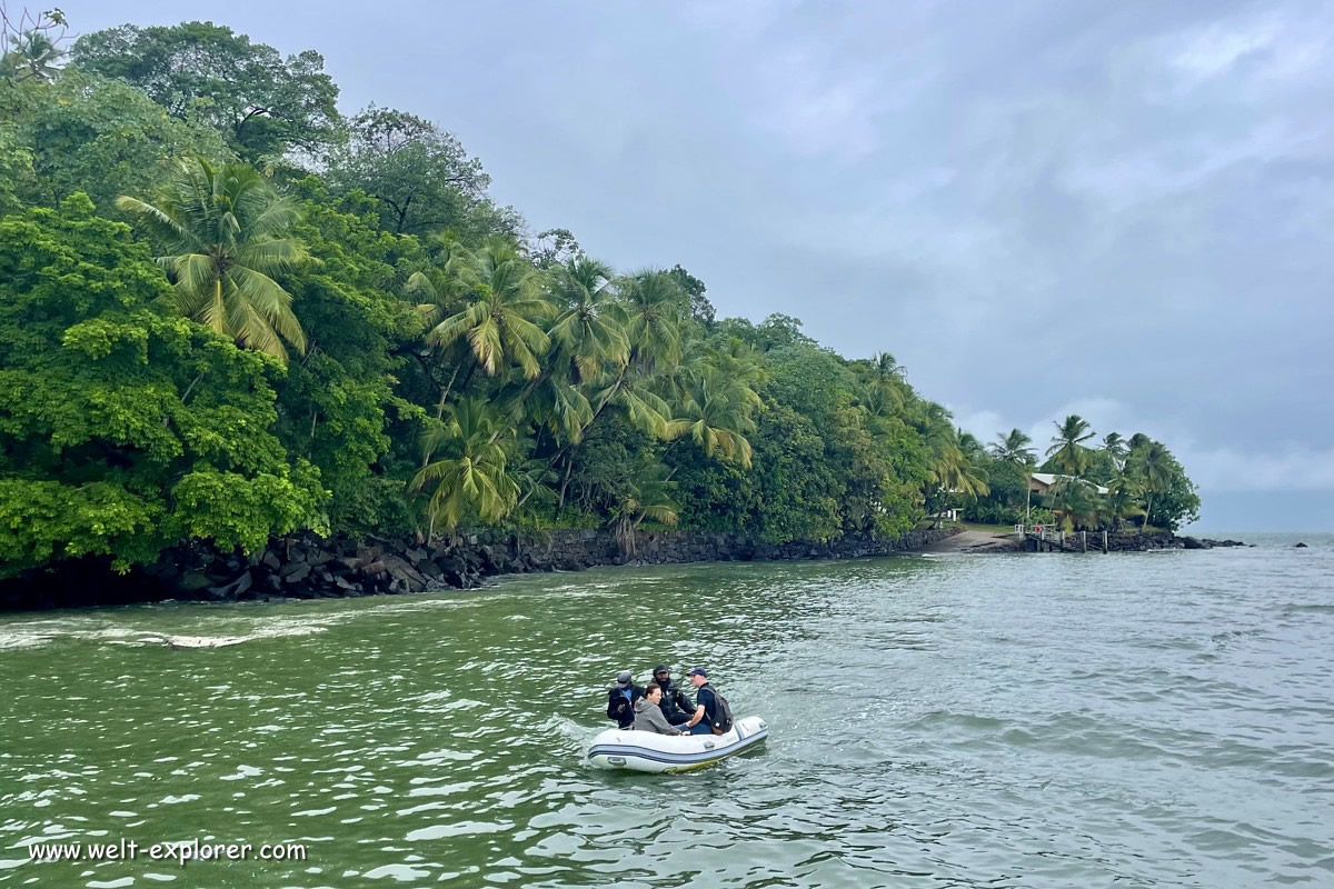 Regenwald auf der Iles du Salut bei Kourou