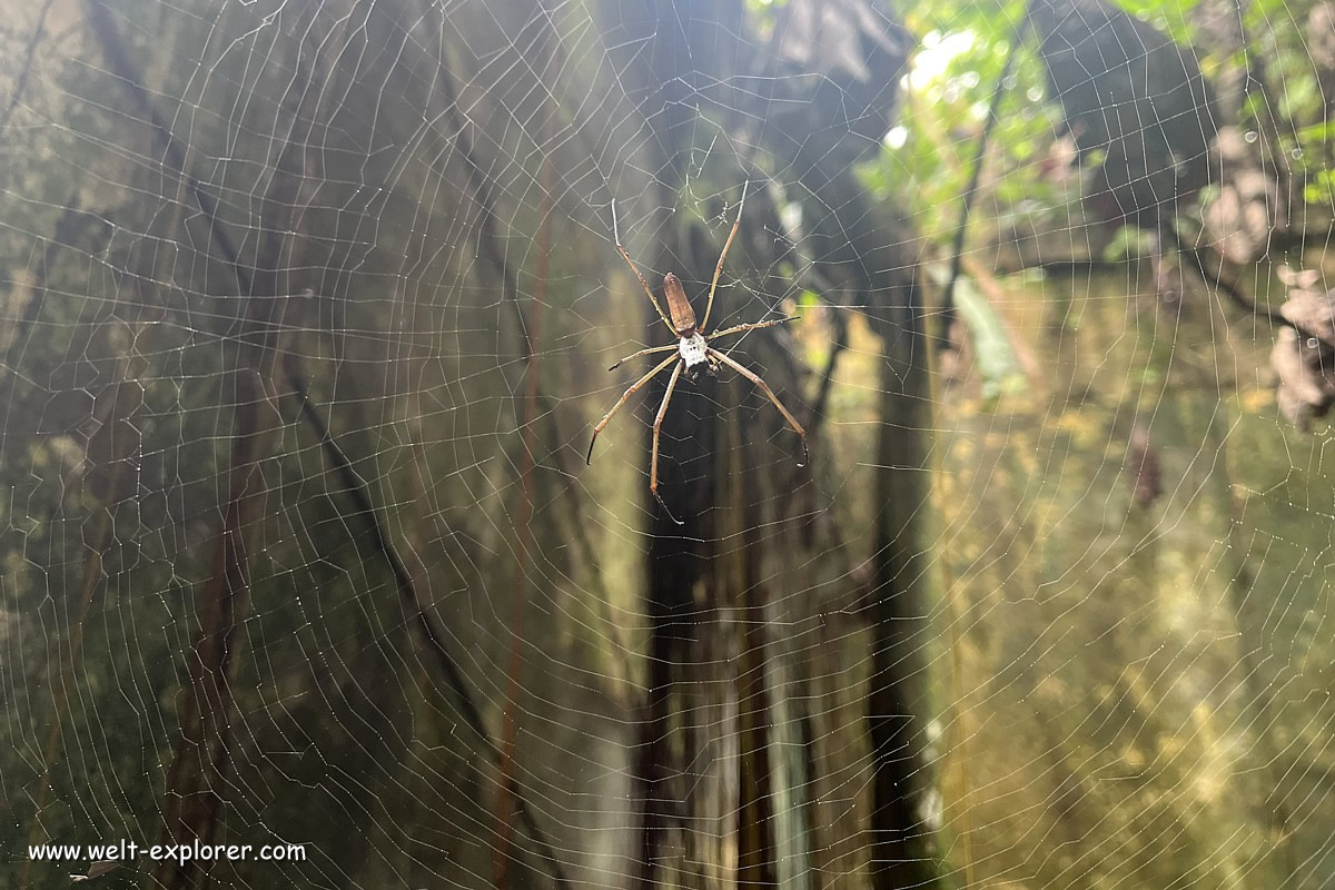 Spinne auf der Gefängnisinsel