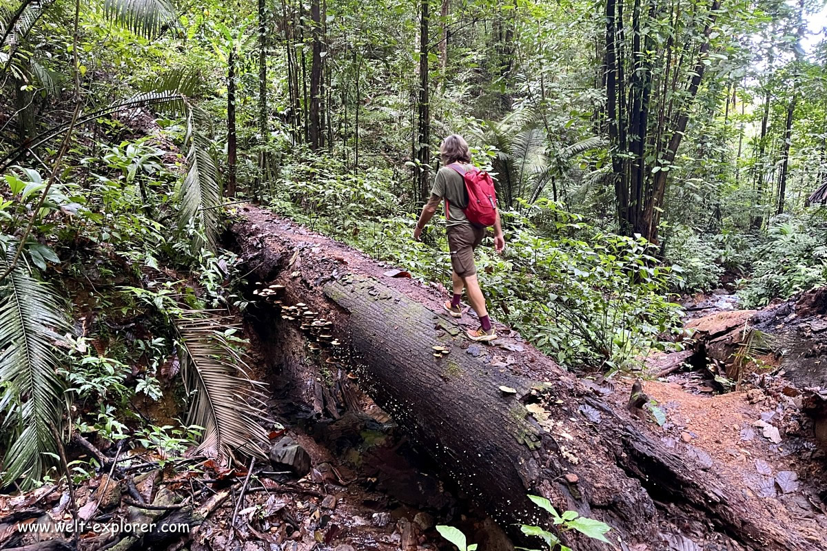 Wanderung im Dschungel von Französisch-Guayana