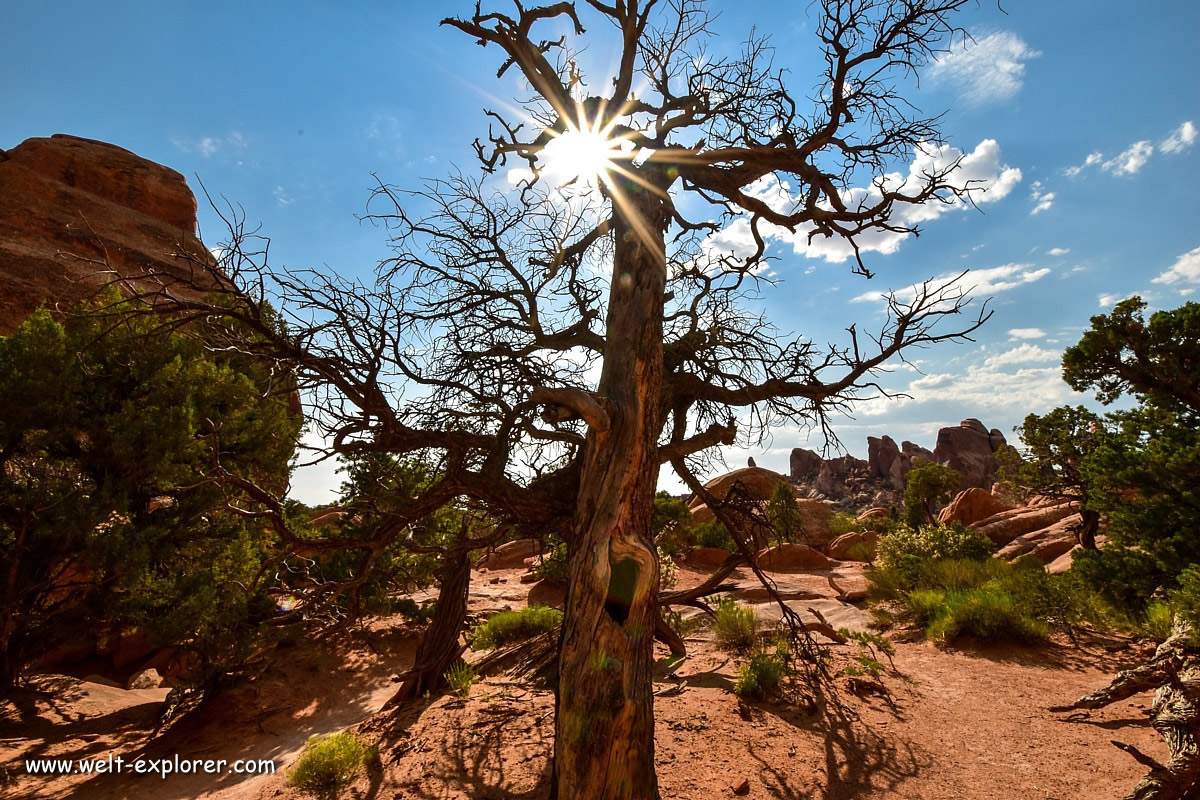 Baum im Arches Nationalpark bei Moab