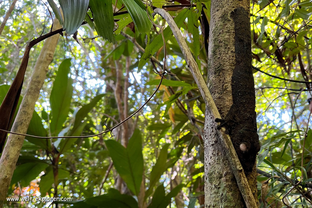 Blattschwanzgecko Tierwelt Madagaskar