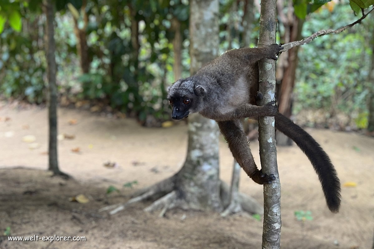 Brauner Maki Lemuren im Masoala-Nationalpark