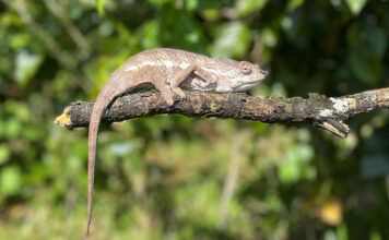 Madagaskar Madagaskar Chamäleon im Masoala-Nationalpark